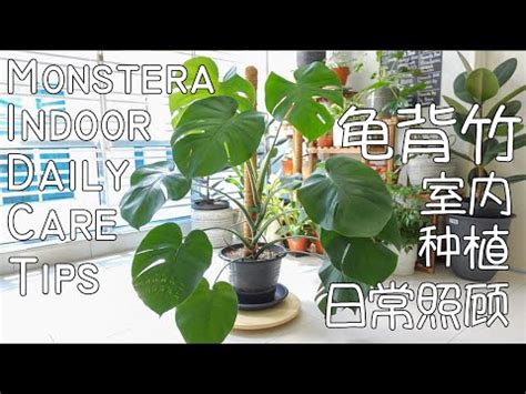 植物晚上 monstera中文